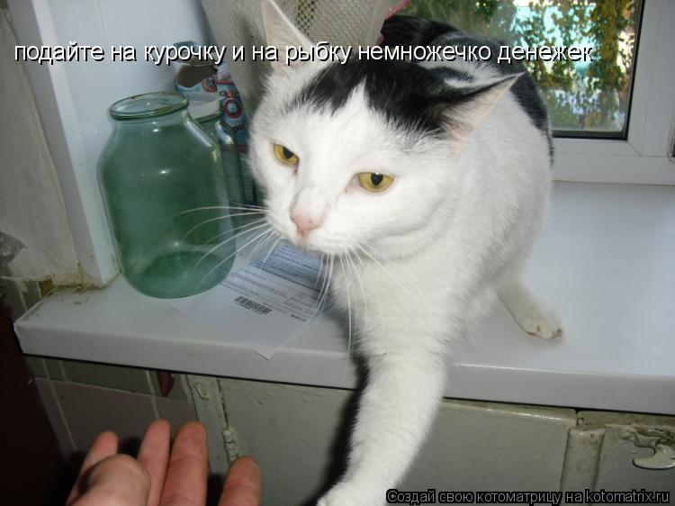 подайте на курочку и на рыбку немножечко денежек... Котоматрица: подайте на курочку и на рыбку немножечко денежек