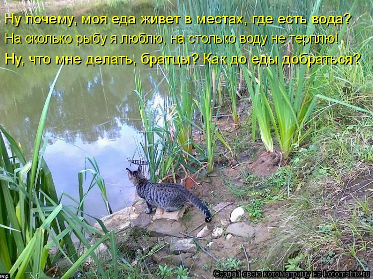 Ну почему, моя еда живет в местах, где есть вода? На сколько рыбу я люблю, на столько воду не терплю... Котоматрица: Ну почему, моя еда живет в местах, где есть вода? На сколько рыбу я люблю, на столько воду не терплю! Ну, что мне делать, братцы? Как до еды добр