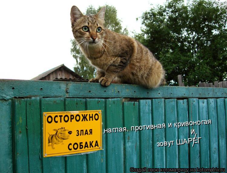 зовут ШАРЕГ ,наглая, противная и кривоногая / / и... Котоматрица: зовут ШАРЕГ ,наглая, противная и кривоногая / / и