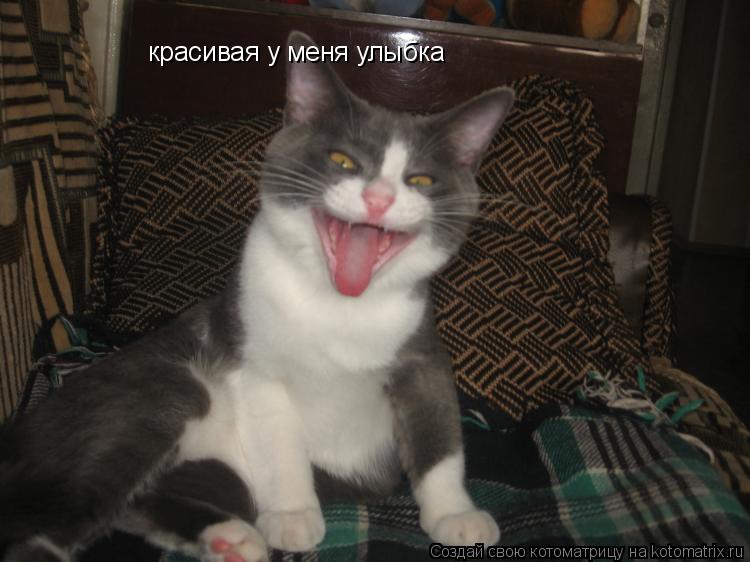 красивая у меня улыбка... Котоматрица: красивая у меня улыбка