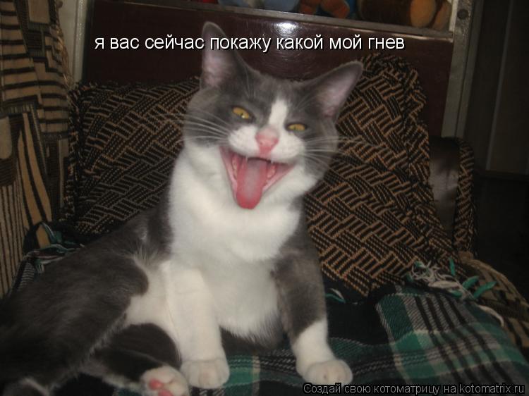 я вас сейчас покажу какой мой гнев... Котоматрица: я вас сейчас покажу какой мой гнев