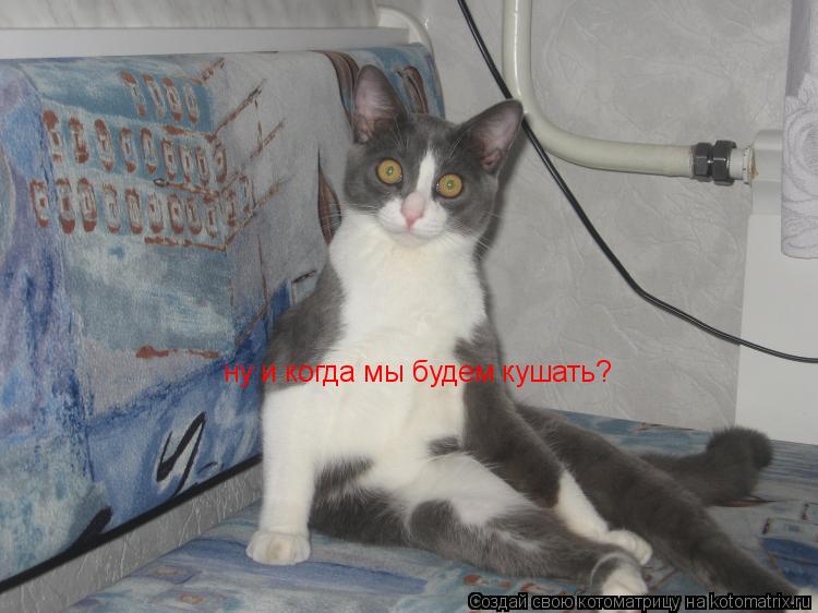 ну и когда мы будем кушать?... Котоматрица: ну и когда мы будем кушать?