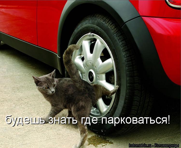 будешь знать где парковаться!... Котоматрица: будешь знать где парковаться!