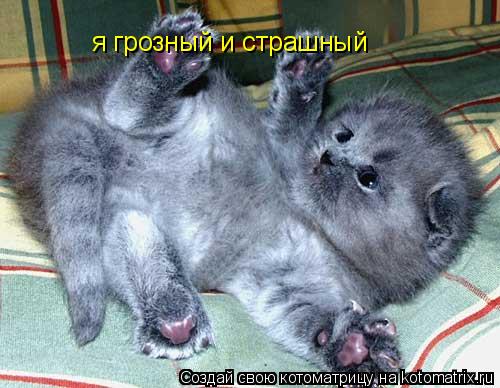 я грозный и страшный... Котоматрица: я грозный и страшный
