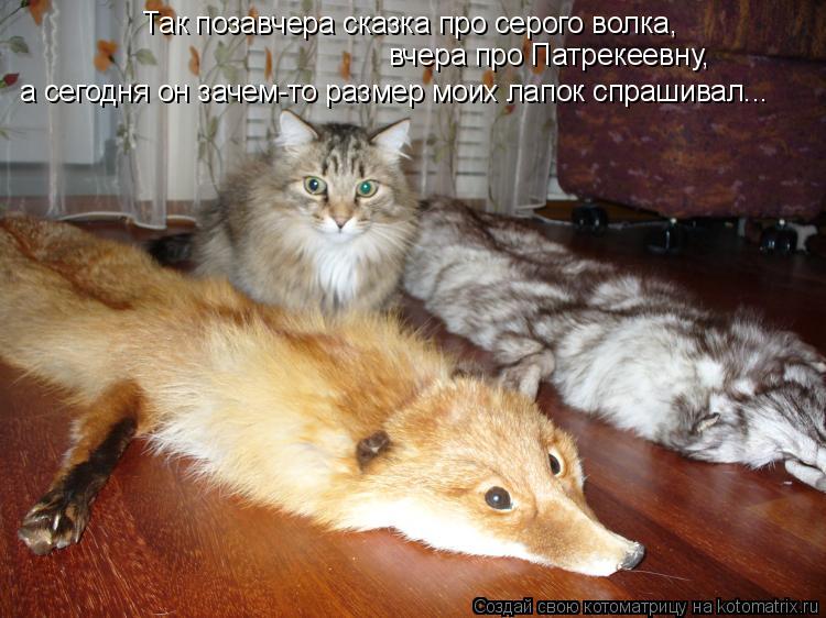 Так позавчера сказка про серого волка, вчера про Патрекеевну, а сегодня он зачем-то размер моих лапок... Котоматрица: Так позавчера сказка про серого волка, вчера про Патрекеевну, а сегодня он зачем-то размер моих лапок спрашивал...
