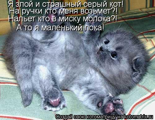 Я злой и страшный серый кот! На ручки кто меня возьмет?! Нальет кто в миску молока?! А то я маленький... Котоматрица: Я злой и страшный серый кот! На ручки кто меня возьмет?! Нальет кто в миску молока?! А то я маленький пока!
