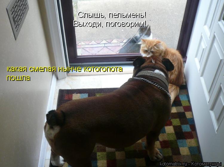 Слышь, пельмень! Выходи, поговорим! какая смелая нынче котогопота пошла... Котоматрица: Слышь, пельмень! Выходи, поговорим! какая смелая нынче котогопота пошла