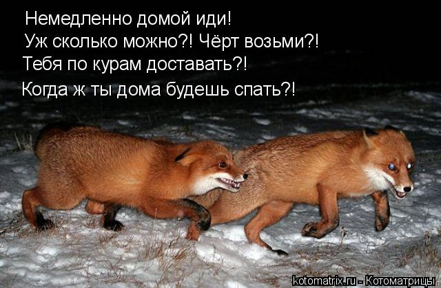 Немедленно домой иди! Уж сколько можно?! Чёрт возьми?! Тебя по курам доставать?! Когда ж ты дома буде... Котоматрица: Немедленно домой иди! Уж сколько можно?! Чёрт возьми?! Тебя по курам доставать?! Когда ж ты дома будешь спать?!