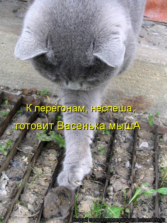 К перегонам, неспеша, готовит Васенька мышА... Котоматрица: К перегонам, неспеша, готовит Васенька мышА