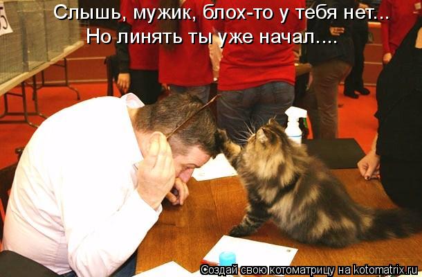 Слышь, мужик, блох-то у тебя нет... Но линять ты уже начал....... Котоматрица: Слышь, мужик, блох-то у тебя нет... Но линять ты уже начал....