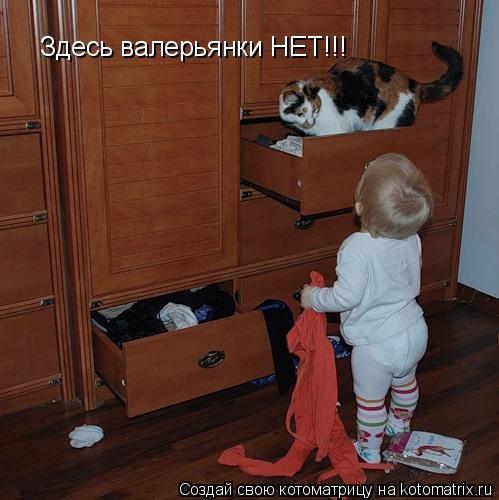 Здесь валерьянки НЕТ!!!... Котоматрица: Здесь валерьянки НЕТ!!!