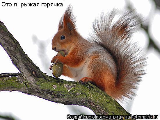 Это я, рыжая горячка!... Котоматрица: Это я, рыжая горячка!