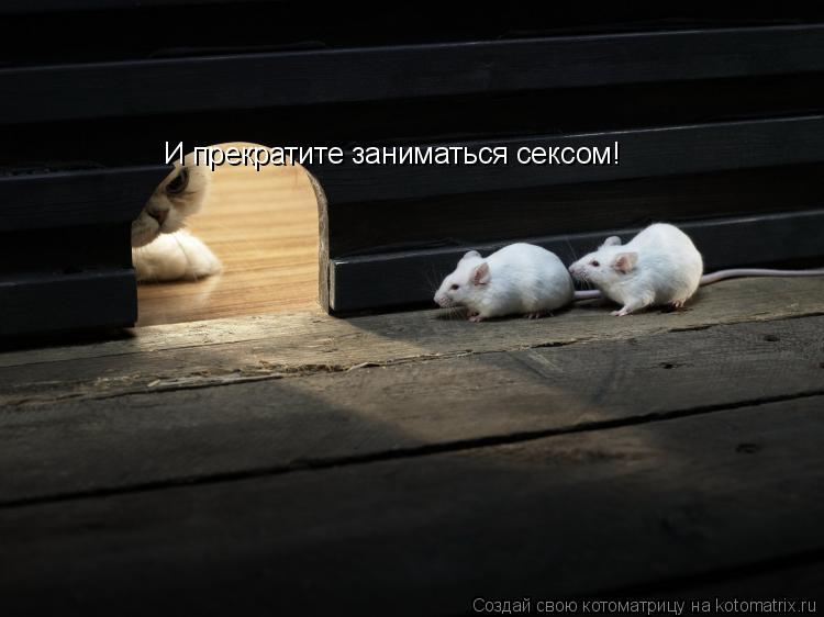 Котоматрица: И прекратите заниматься сексом!