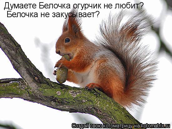 Думаете Белочка огурчик не любит? Белочка не закусывает?... Котоматрица: Думаете Белочка огурчик не любит? Белочка не закусывает?