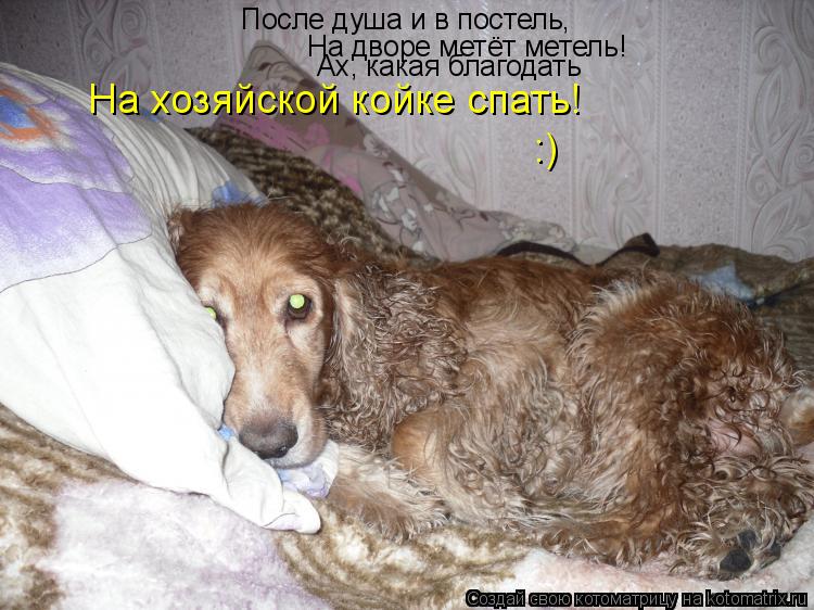 После душа и в постель, На дворе метёт метель! Ах, какая благодать На хозяйской койке спать! :)... Котоматрица: После душа и в постель, На дворе метёт метель! Ах, какая благодать На хозяйской койке спать! :)