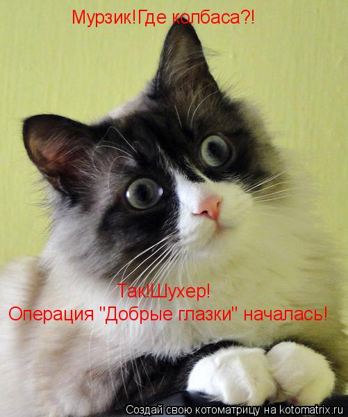 Котоматрица: Мурзик!Где колбаса?! Так!Шухер! Операция "Добрые глазки" началась!
