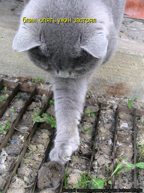 блин, опять ужин застрял... Котоматрица: блин, опять ужин застрял