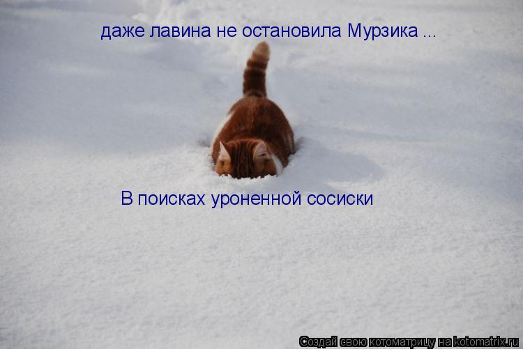 Котоматрица: даже лавина не остановила Мурзика ... В поисках уроненной сосиски