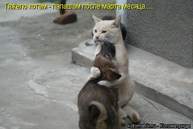 Котоматрица: Тяжело котам - папашам после марта месяца.....