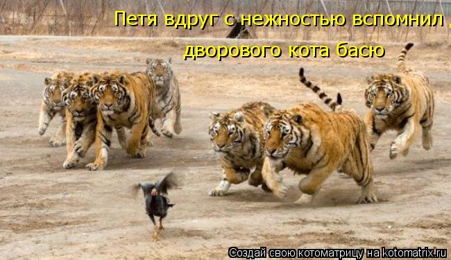 Петя вдруг с нежностью вспомнил дворового кота басю дворового кота басю... Котоматрица: Петя вдруг с нежностью вспомнил дворового кота басю дворового кота басю