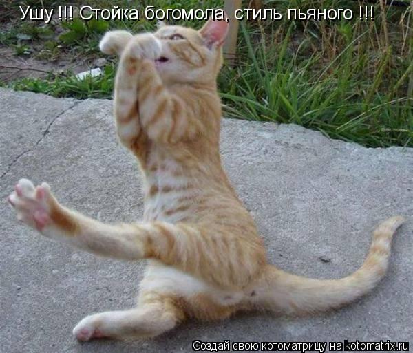 Котоматрица: Ушу !!! Стойка богомола, стиль пьяного !!!