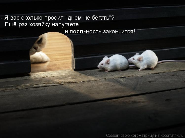 - Я вас сколько просил "днём не бегать"? Ещё раз хозяйку напугаете и лояльность закончится!... Котоматрица: - Я вас сколько просил "днём не бегать"? Ещё раз хозяйку напугаете и лояльность закончится!