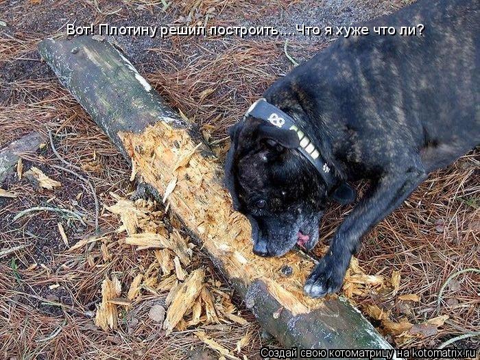 Вот! Плотину решил построить....Что я хуже что ли?... Котоматрица: Вот! Плотину решил построить....Что я хуже что ли?