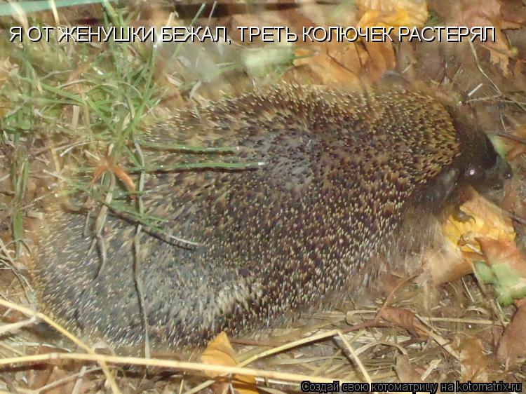 Я ОТ ЖЕНУШКИ БЕЖАЛ, ТРЕТЬ КОЛЮЧЕК РАСТЕРЯЛ... Котоматрица: Я ОТ ЖЕНУШКИ БЕЖАЛ, ТРЕТЬ КОЛЮЧЕК РАСТЕРЯЛ