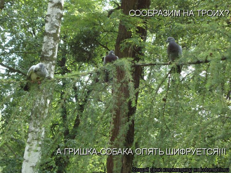 Котоматрица: СООБРАЗИМ НА ТРОИХ?... А ГРИШКА-СОБАКА ОПЯТЬ ШИФРУЕТСЯ!!!