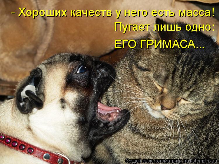 - Хороших качеств у него есть масса! Пугает лишь одно: ЕГО ГРИМАСА...... Котоматрица: - Хороших качеств у него есть масса! Пугает лишь одно: ЕГО ГРИМАСА...