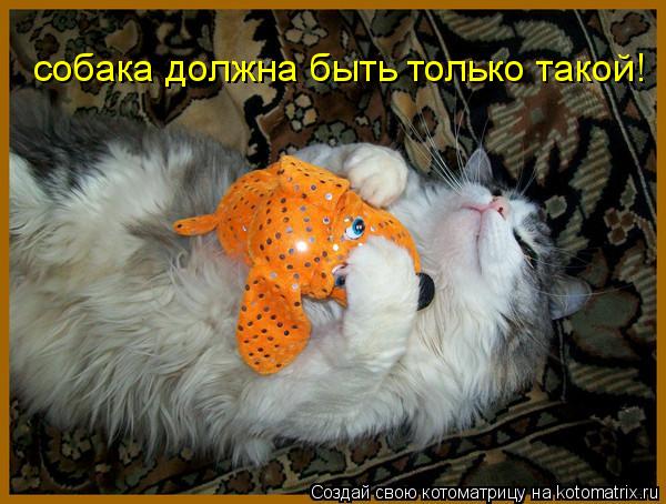 собака должна быть только такой!... Котоматрица: собака должна быть только такой!