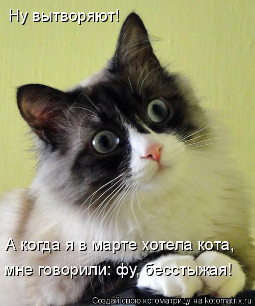 Ну вытворяют! А когда я в марте хотела кота, мне говорили: фу, бесстыжая!... Котоматрица: Ну вытворяют! А когда я в марте хотела кота, мне говорили: фу, бесстыжая!