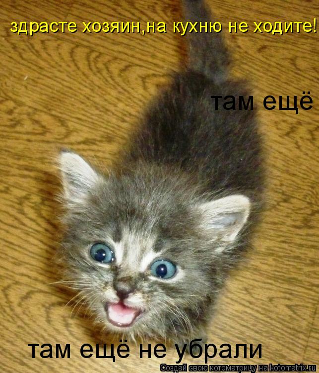 здрасте хозяин,на кухню не ходите! там ещё не убрали там ещё не убрали... Котоматрица: здрасте хозяин,на кухню не ходите! там ещё не убрали там ещё не убрали