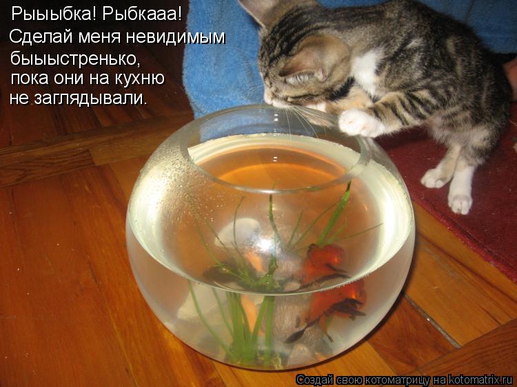 Сделай меня невидимым быыыстренько, пока они на кухню не заглядывали. Рыыыбка! Рыбкааа!... Котоматрица: Сделай меня невидимым быыыстренько, пока они на кухню не заглядывали. Рыыыбка! Рыбкааа!