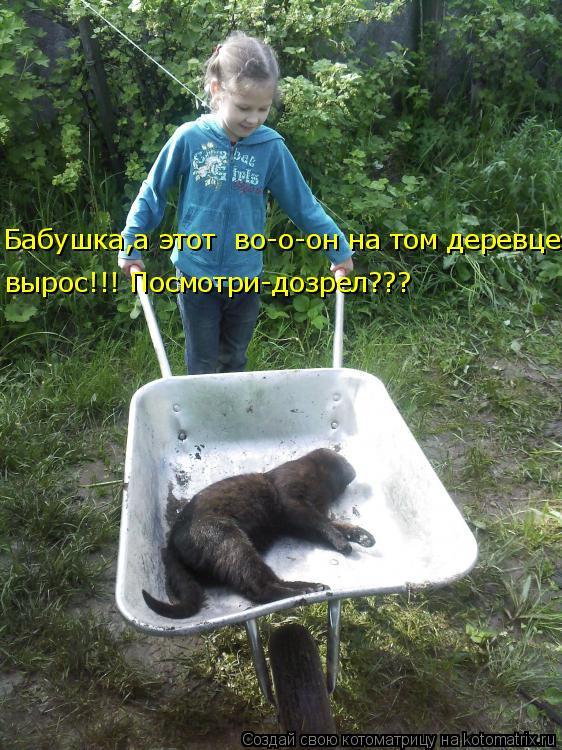 Бабушка,а этот во-о-он на том деревце вырос!!! Посмотри-дозрел???... Котоматрица: Бабушка,а этот во-о-он на том деревце вырос!!! Посмотри-дозрел???