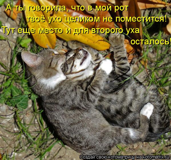 А ты говорила, что в мой рот твоё ухо целиком не поместится! Тут еще место и для второго уха осталось... Котоматрица: А ты говорила, что в мой рот твоё ухо целиком не поместится! Тут еще место и для второго уха осталось!
