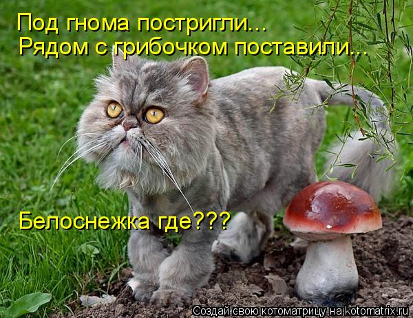 Под гнома постригли... Рядом с грибочком поставили... Белоснежка где???... Котоматрица: Под гнома постригли... Рядом с грибочком поставили... Белоснежка где???