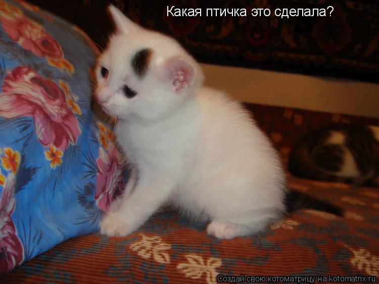 Какая птичка это сделала?... Котоматрица: Какая птичка это сделала?