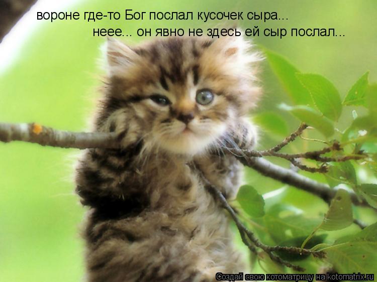 вороне где-то Бог послал кусочек сыра... неее... он явно не здесь ей сыр послал...... Котоматрица: вороне где-то Бог послал кусочек сыра... неее... он явно не здесь ей сыр послал...