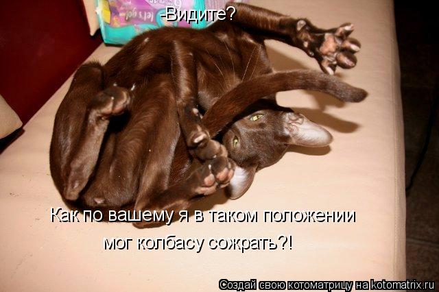 -Видите? Как по вашему я в таком положении мог колбасу сожрать?!... Котоматрица: -Видите? Как по вашему я в таком положении мог колбасу сожрать?!