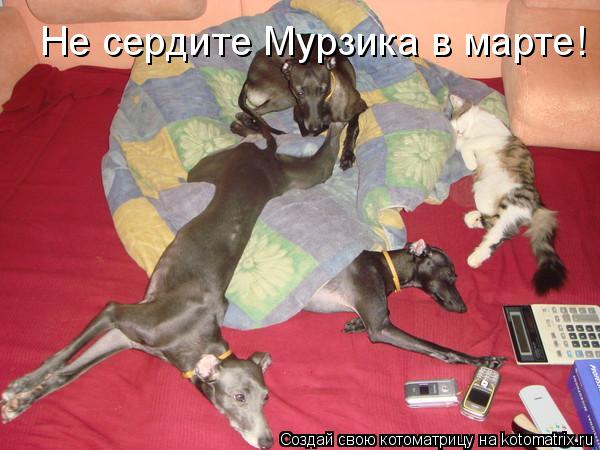 Не сердите Мурзика в марте!... Котоматрица: Не сердите Мурзика в марте!