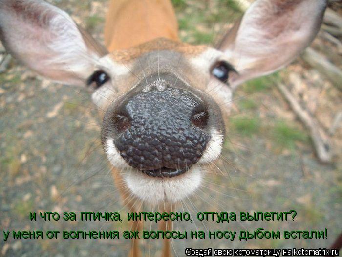 и что за птичка, интересно, оттуда вылетит? у меня от волнения аж волосы на носу дыбом встали!... Котоматрица: и что за птичка, интересно, оттуда вылетит? у меня от волнения аж волосы на носу дыбом встали!