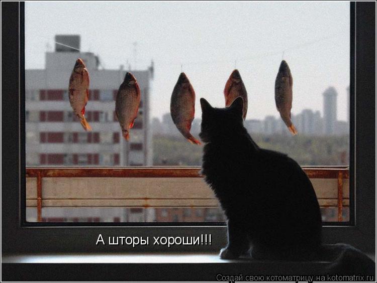 А шторы хороши!!!... Котоматрица: А шторы хороши!!!