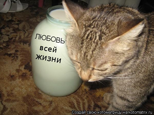 ЛЮБОВЬ всей жизни... Котоматрица: ЛЮБОВЬ всей жизни