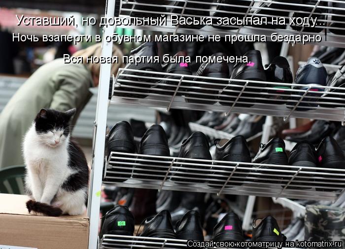Уставший, но довольный Васька засыпал на ходу... Ночь взаперти в обувном магазине не прошла бездарно ... Котоматрица: Уставший, но довольный Васька засыпал на ходу... Ночь взаперти в обувном магазине не прошла бездарно Вся новая партия была помечена.