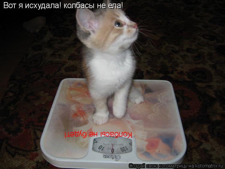Вот я исхудала! колбасы не ела! Колбасы не будет!... Котоматрица: Вот я исхудала! колбасы не ела! Колбасы не будет!