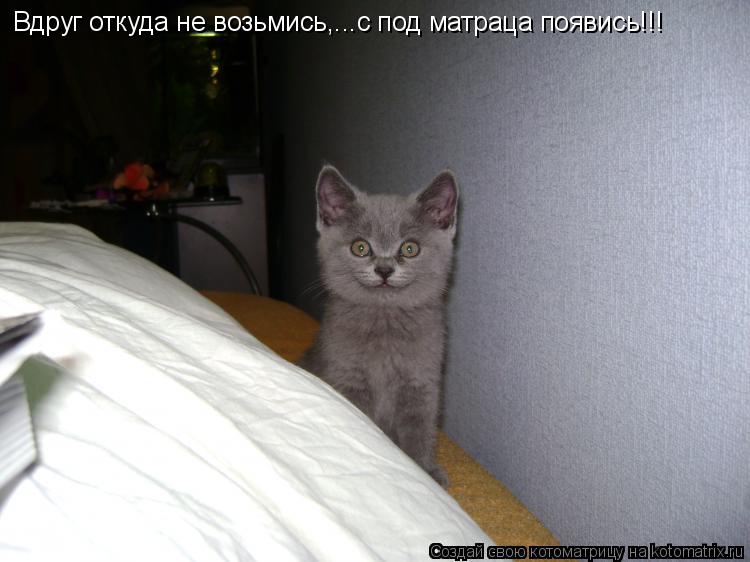 Вдруг откуда не возьмись,...с под матраца появись!!!... Котоматрица: Вдруг откуда не возьмись,...с под матраца появись!!!