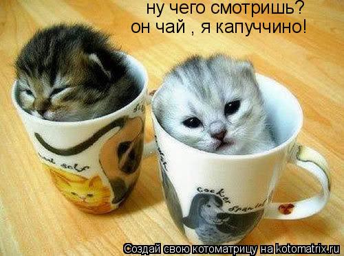 ну чего смотришь? он чай , я капуччино!... Котоматрица: ну чего смотришь? он чай , я капуччино!