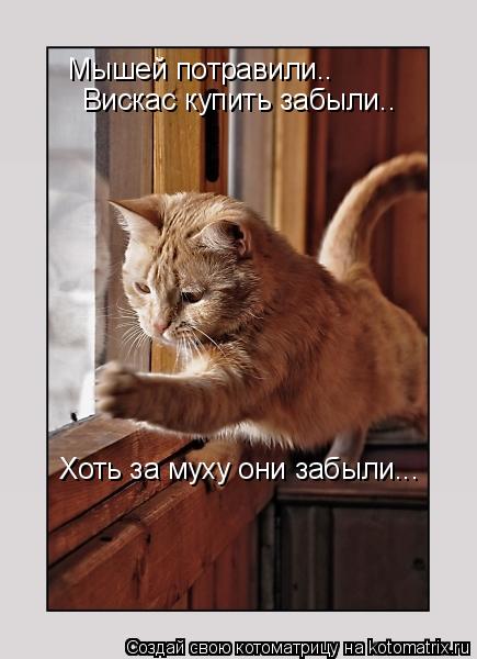 Мышей потравили.. Вискас купить забыли.. Хоть за муху они забыли...... Котоматрица: Мышей потравили.. Вискас купить забыли.. Хоть за муху они забыли...