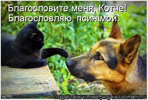 Котоматрица: Благословите меня, Котче! Благословляю, псин мой.
